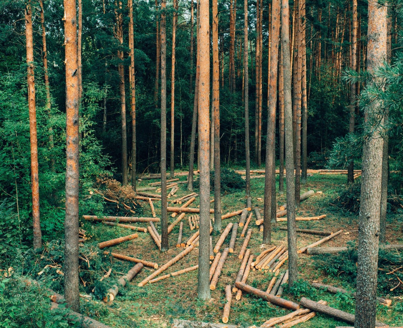 Вырубка лесов в Норвегии